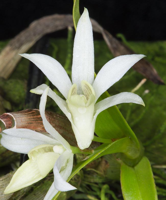 Aux sépales brillants et aux pétales pointus, les fleurs minuscules d'à peine 0,7 mm éclosent entre 800 et 1900 mètres d'altitude, sur les troncs d'arbres dans les forêts de montagne soumises à une saison sèche marquée.