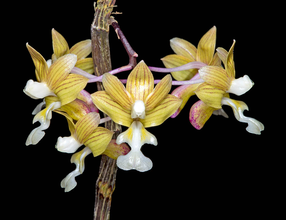 Une inflorescence de Dendrobium crabro. La structure postérieure de la fleur, qui, de profil, évoque l'abdomen d'une guêpe, est à l'origine du nom de l'espèce.