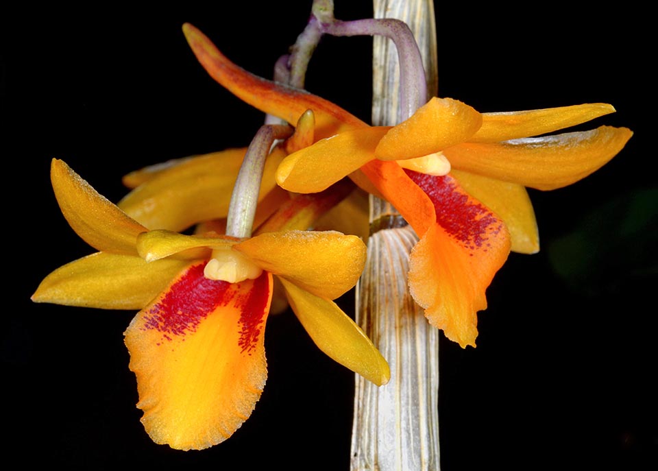 Yore they thought that its range was limited to peninsular Malaysia and to the southern part of Thailand, but they discovered that Dendrobium crocatum is present also in Indonesia.