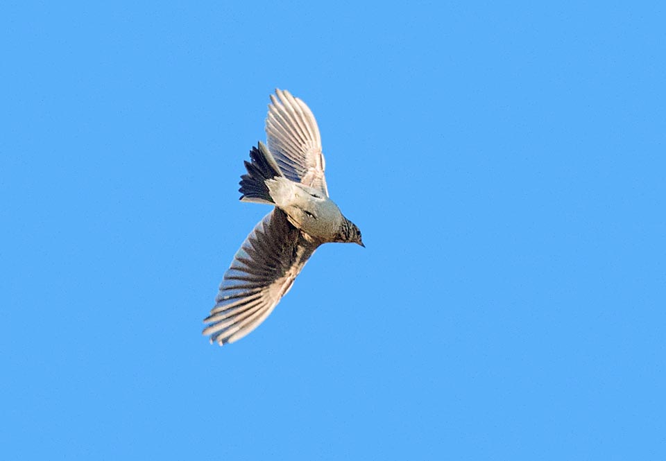 The almost perfect vertical spiral flight with a crescendo of melodious trills is amazing. Then turns to itself and falls to the ground like a stone without interrupting the song.