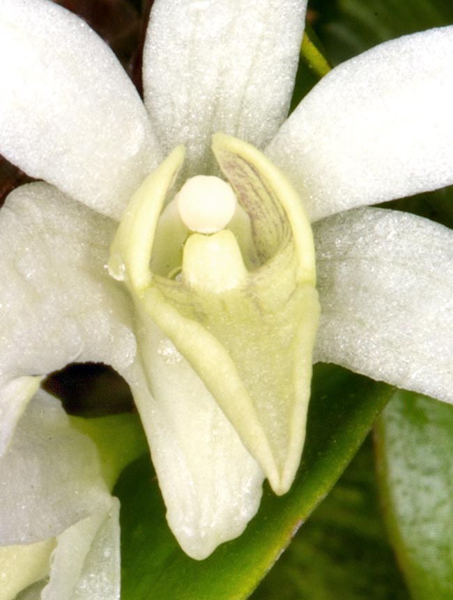 Détail du labelle de Dendrobium compactum avec ses crêtes charnues. Il existe des hybrides et divers cultivars.