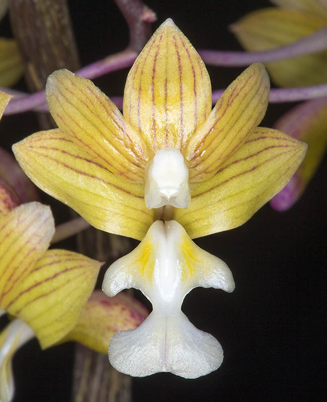 The 2,5 cm flowers, fragrant, of Dendrobium crabro have greenish or golden with reddish veins, sepals and petals. The narrow based labellum has two ovate lobes followed by a choking that then widens in an ample fan-shaped terminal lobe.