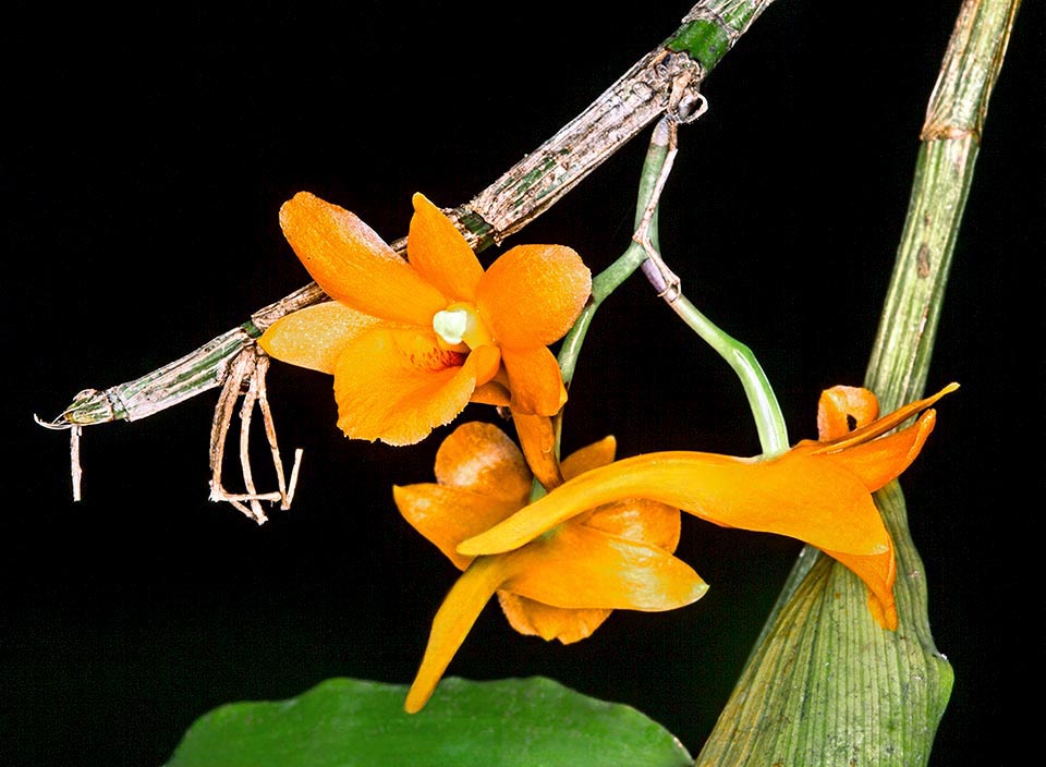 L’infiorescenza di Dendrobium crocatum è un racemo di 2,5-5 cm, pendulo, che si origina dai nodi dell’apice del fusto senza foglie e porta da 2 a 4 fiori lunghi 4,4–5 cm e larghi 2,2–2,4 cm.