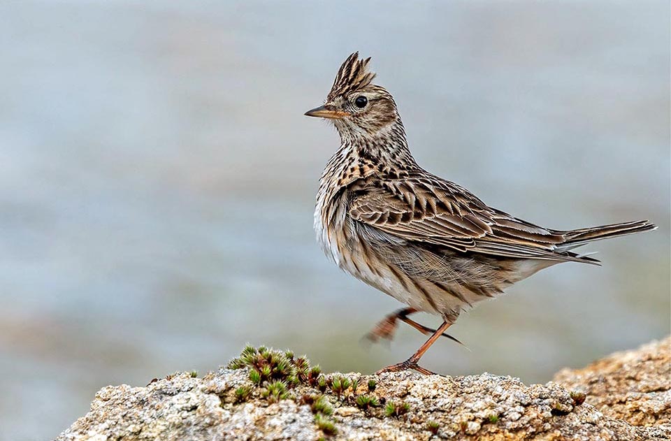 Au sol, on découvre que Alauda arvensis est en réalité d'un oiseau terrestre pourvu d'un ongle du pouce très long afin de marcher rapidement sur le sol.