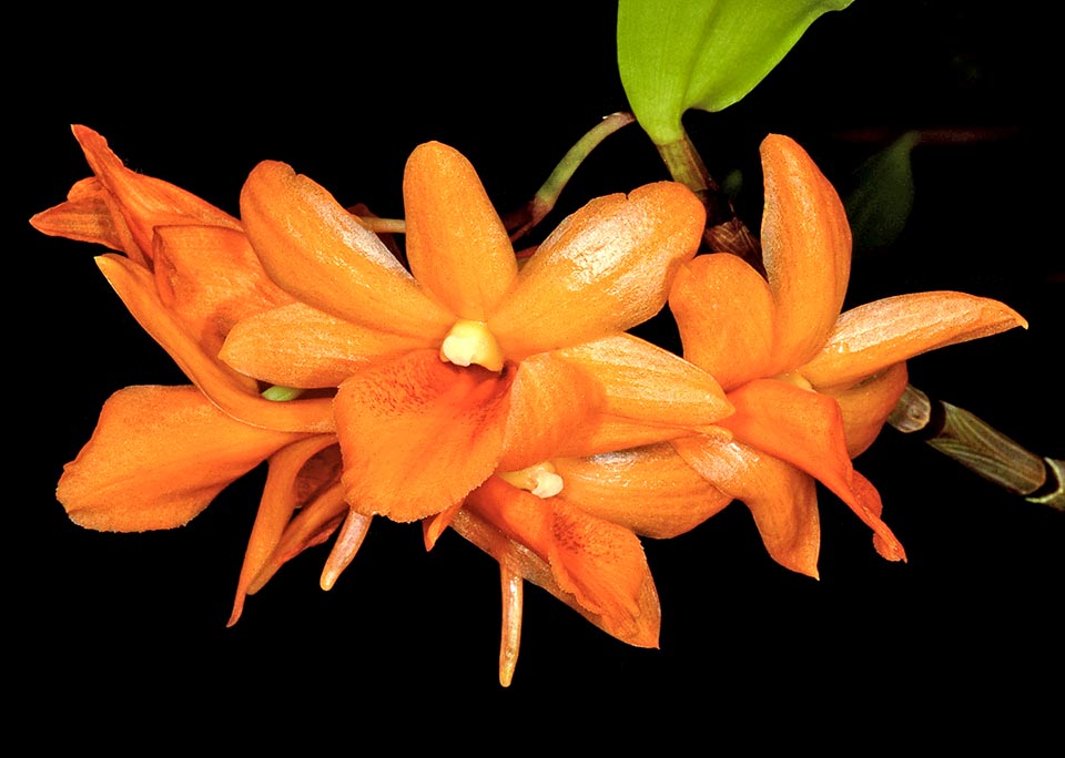 Various cultivars of Dendrobium crocatum do exist. It can grow in a draining pot utilizing a standard loam with sphagnum moss or bark of fir at temperatures between 16 and 32 °C.