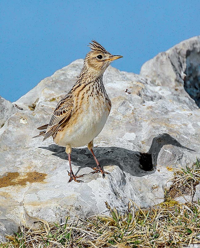 18 cm long with about 30 cm of wingspan, Alauda arvensis has on the head a small tuft erected and lowered after the mood.