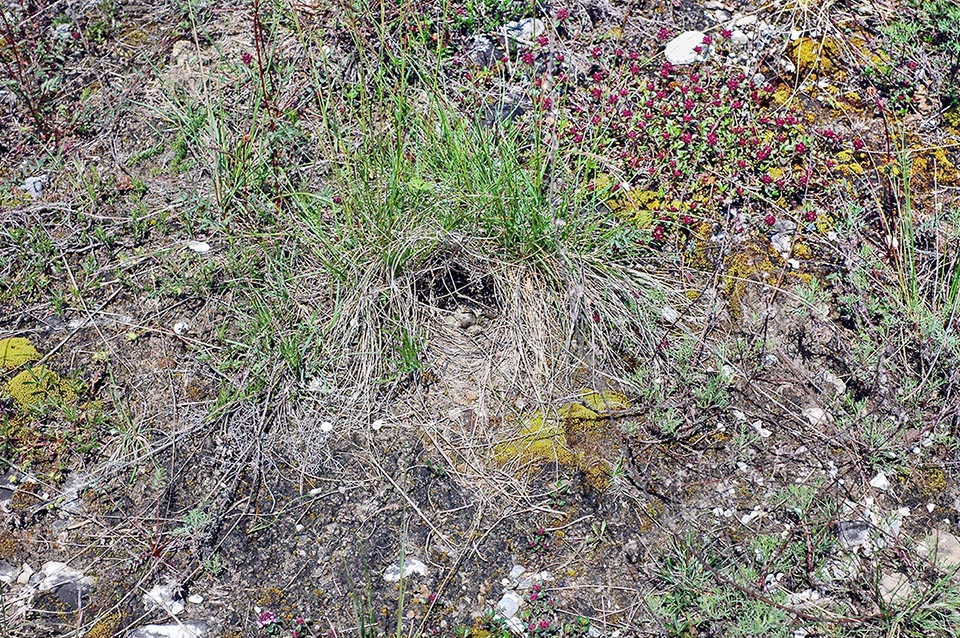 Il nido di Alauda arvensis è collocato a terra in una fossetta scavata dalla femmina e ricoperta con esili fili d’erba secca per formare una coppa comoda e profonda © Gianfranco Colombo