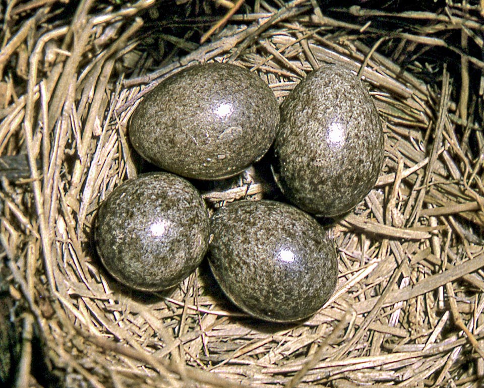 Vengono deposte 3-5 uova, color crema fortemente macchiettate di grigio tanto da renderle scure e simili al substrato, che schiudono dopo appena 11 giorni.