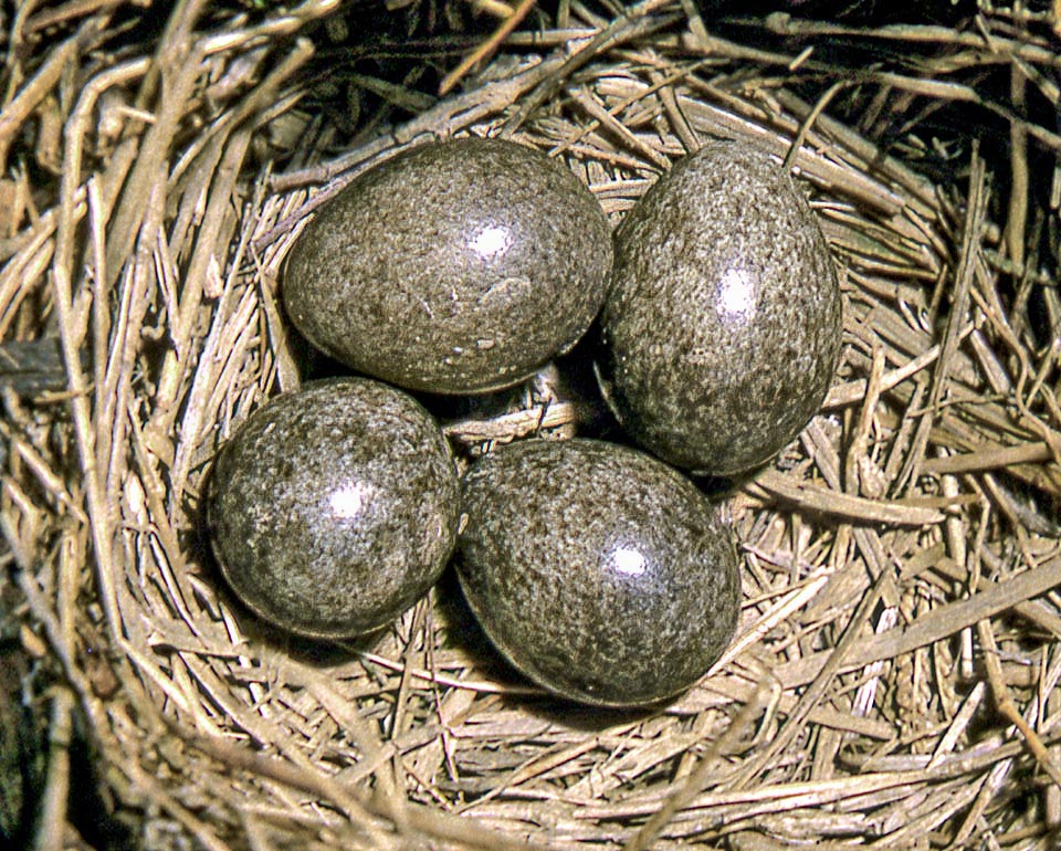 3-5 eggs are laid, of cream colour highly speckled with grey so much to render them dark and similar to the substratum, that hatch after only 11 days.