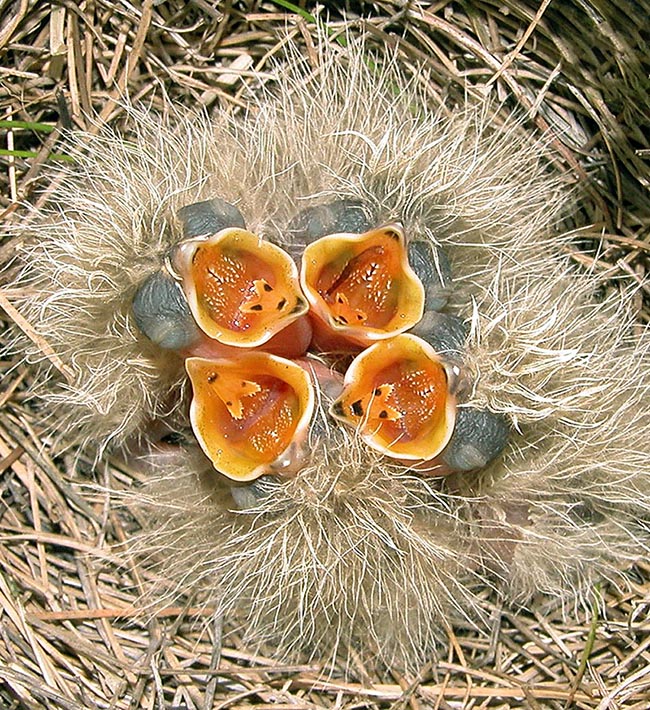 Ecco quattro piccoli di Alauda arvensis affamati. Nascono nudi e ciechi con una leggera e soffice peluria mimetica lungo tutto il dorso.