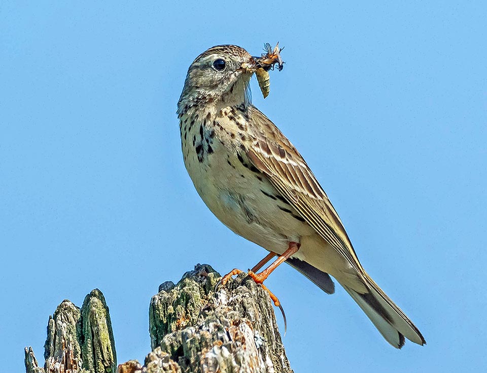 Pour une croissance optimale, les oisillons sont nourris avec des insectes par les 2 parents, mais les adultes se nourrissent aussi de graines.