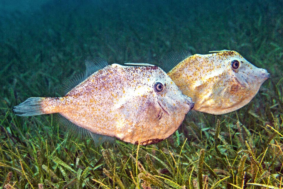 Presente nelle acque tropicali e subtropicali dell’Atlantico, Aluterus schoepfii fa parte dei pesci lima, noti per la scabrosità della pelle, usata un tempo per levigare i manufatti.