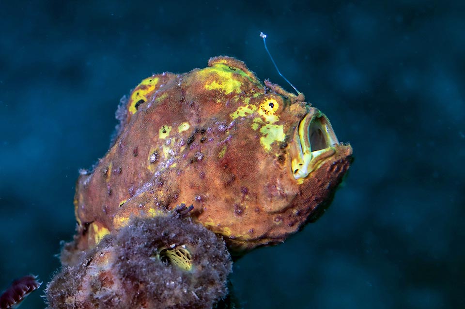 Antennarius multiocellatus is present in the American Atlantic coasts, from Bermuda to Brazil, but we find it even in the middle of the ocean at Ascension Island.