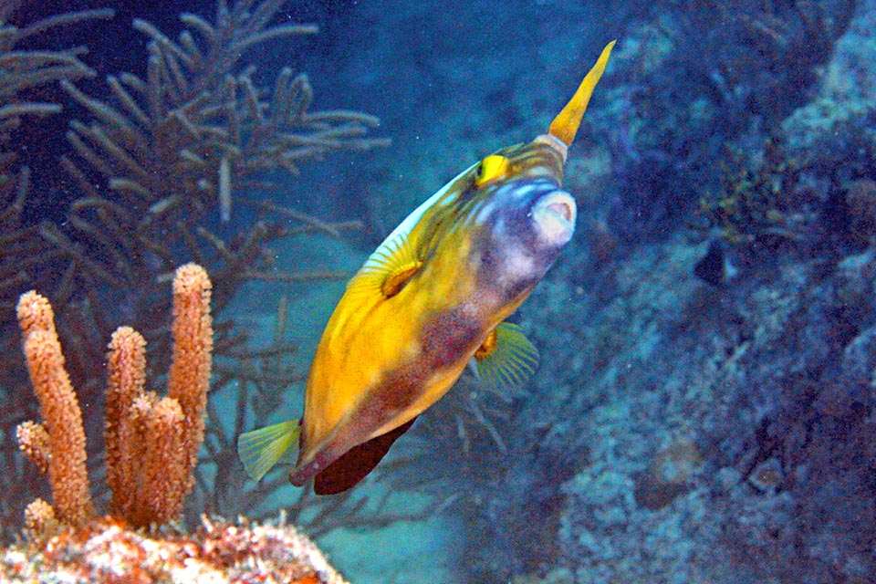 Cantherhines macrocerus está presente en las dos costas tropicales del Atlántico, pero principalmente en América, con epicentro en el Caribe.