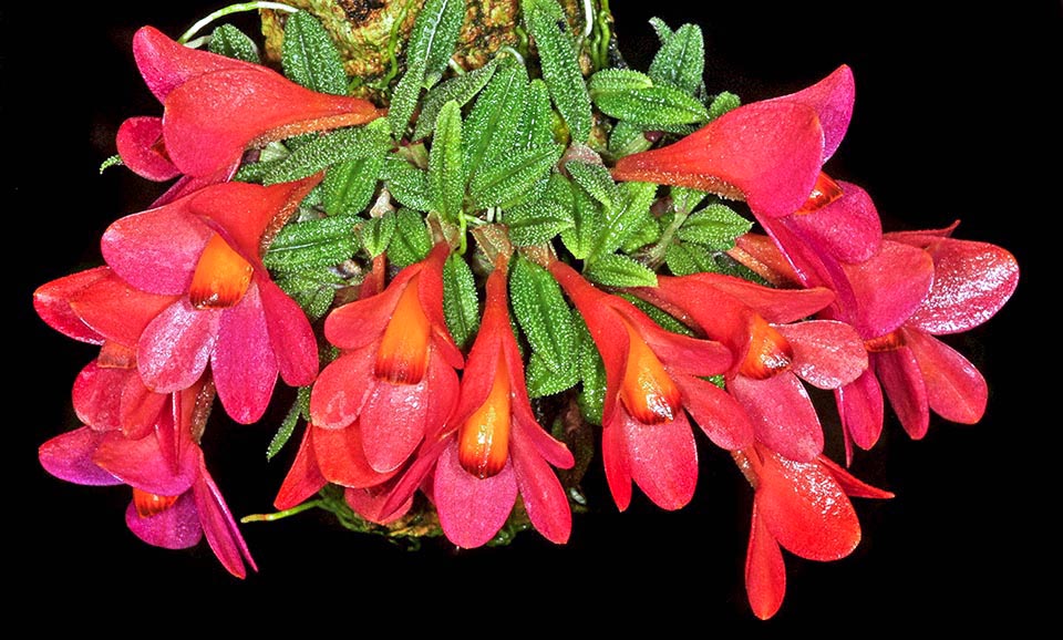 Dendrobium cuthbertsonii grows in the mountain highlands of New Guinea on the branches of Nothofagus and trunks of tree ferns, at times on thick cushions of moss. The persistent leaves are often warty in the upper pagina and the flowers are big, with labellum facing upwards, usually red, but also of other colours.