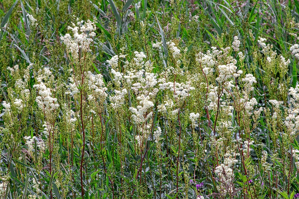 La Filipendula ulmaria domina le altre piante erbacee dei prati umidi con ricche infiorescenze profumate fino a 1600 m d’altitudine