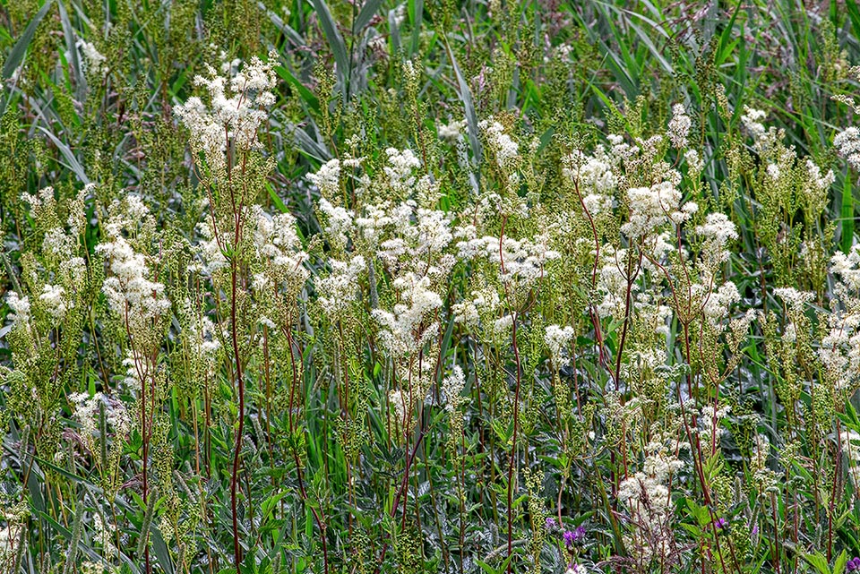 The Filipendula ulmaria dominates the other herbaceous plants of the damp meadows with rich perfumed inflorescences up to 1600 m of altitude.