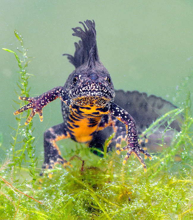 Présent dans toute l'Europe centrale et du Nord, le Triton à crête ou crếté (Triturus cristatus) colonise pour se reproduire des milieux aquatiques variés dans les plaines et les collines entre 200 et 600 (1700) m d’altitude.