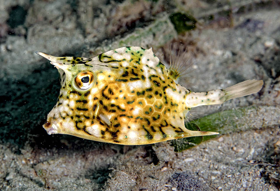 Here a juvenile of Acanthostracion polygonium who has developed the defensive spines and is elongating while, gradually, the alveolate drawing shows up.