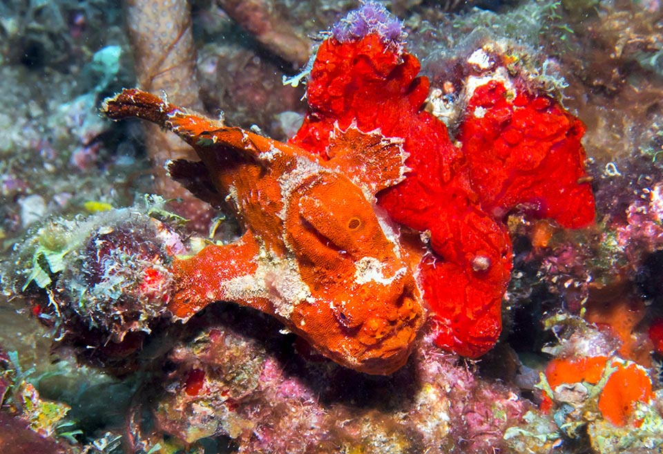 A couple of Antennarius multiocellatus. The male, smaller than the female swollen with eggs, must be first of all careful of not being mistaken for a prey. It follows her and she goes up with a leap in the water column for emitting a cloud of microscopic eggs glued together by a gelatinous mucus helps her pushing her under the belly and fecundates on the fly.