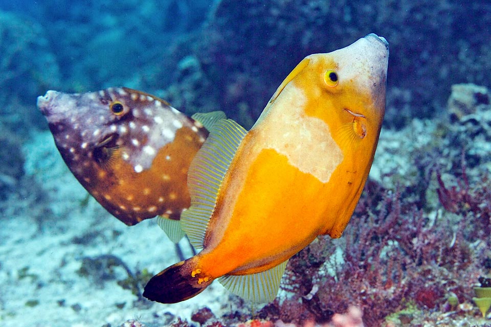 The eggs are laid in a bottom depression and parents keep watch until they hatch. Larvae and young are pelagic. They often grow hidden among the drifting ramifications of sargassoes or under floating objects that carry them towards far away beaches. And perhaps it's how they reached over time the African coasts.