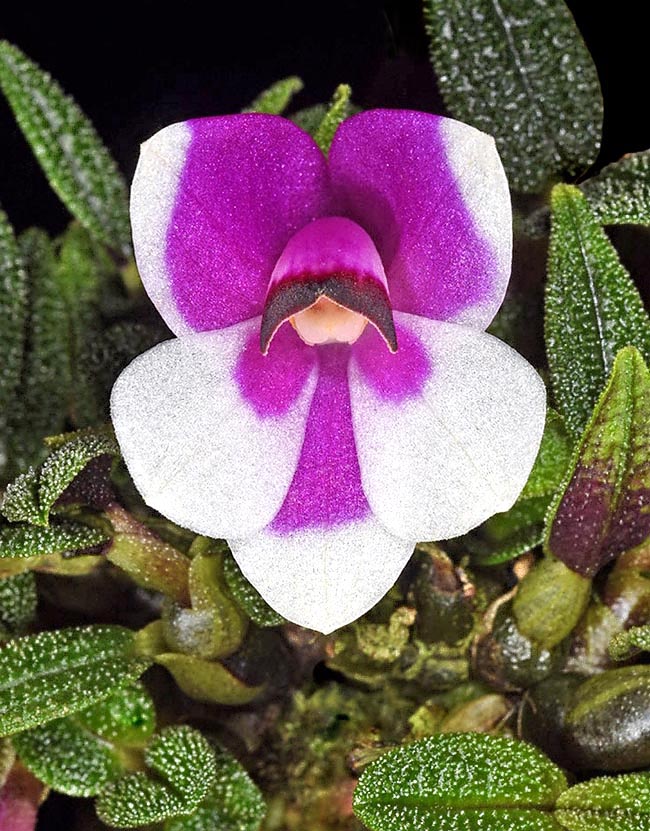 In questa forma bicolore di Dendrobium cuthbertsonii colpisce l’insolito disegno nell’accostamento del viola al bianco.