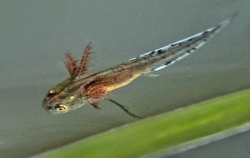 À la naissance les larves de Triturus cristatus mesurent 10-11 mm. Elles respirent avec des branchies et grandissent en se nourrissant de micro-organismes, larves d'insectes et petits invertébrés aquatiques.