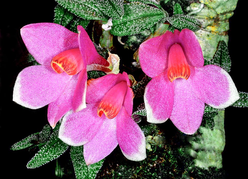 Only another species of New Guinea, Dendrobium lawesii, has similar chromatic variations. They are the two orchids having the larger number of different colours.