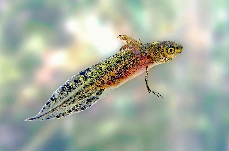 The metamorphosis with the gills loss occurs after 2-4 months, when the larvae have reached 45-70 mm. In nature a Triturus cristatus may live even 5-6 years.
