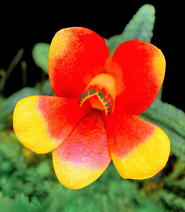 The cultivar 'Bicolor Flare' has bicoloured red and orange flowers that may last even 6 months. For a good growth of Dendrobium cuthbertsonii the environment must be cool with variable average temperatures.