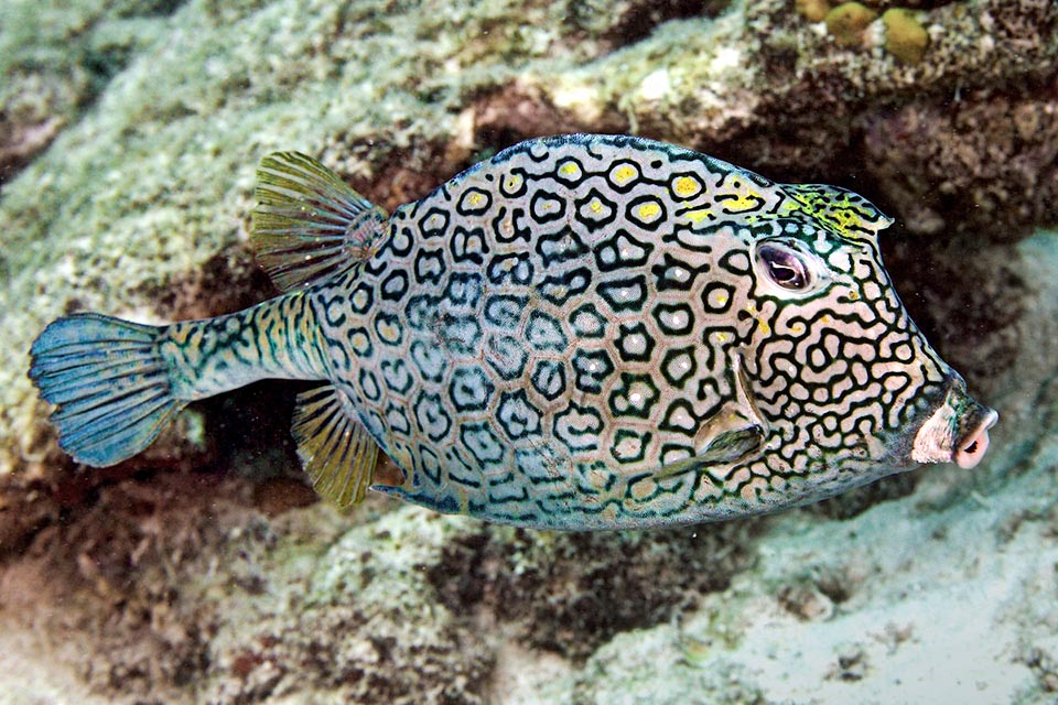 Usually Acanthostracion polygonium measures 25 cm, but may reach even the length of 50 cm, in fact, more than in the aquaria, it often ends up on the table, consumed roasted.