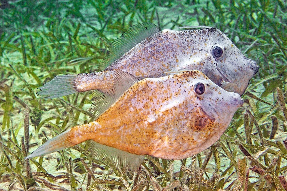 Aluterus schoepfii peut atteindre 900 m mais on le rencontre même à 3 m parmi les coraux ou sur les fonds boueux ou sableux où il se nourrit d'algues et de feuilles de phanérogames.