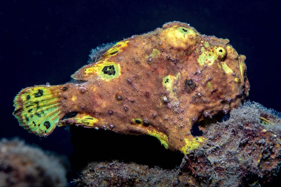 Antennarius multiocellatus entre en scène par un saut sur les pectorales qui lui servent de pattes comme les pelviennes.