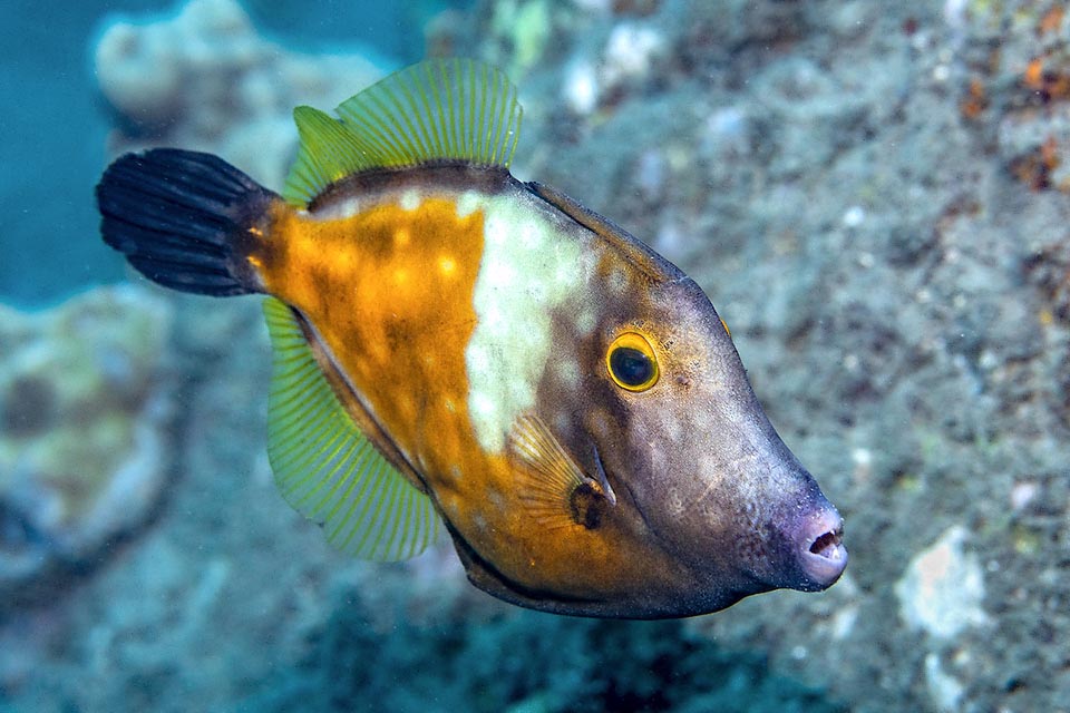 Cantherhines macrocerus is a filefish, so called due to the skin covered by tiny bony plaques with minute spaced spinules, yore used for levigating the artifacts.