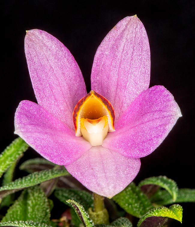 The colours of flowers of Dendrobium cuthbertsonii vary from intense to pale red, from intense violet to fluorescent orange, from yellow to pure white.