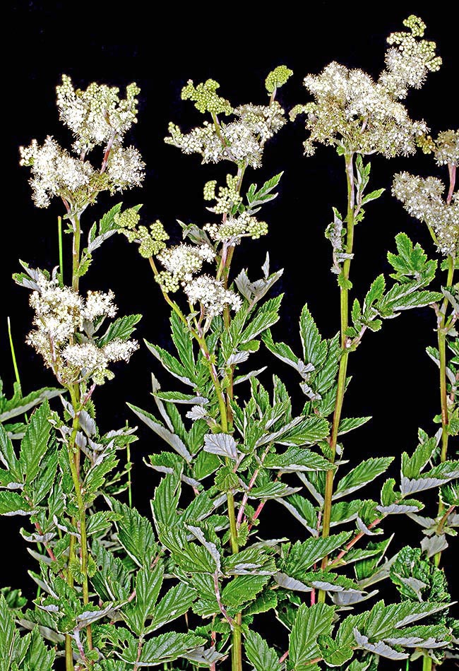 Près des inflorescences de Filipendula ulmaria, les feuilles sont plus petites et comportent moins de segments. La face inférieure, tomenteuse, est blanchâtre.