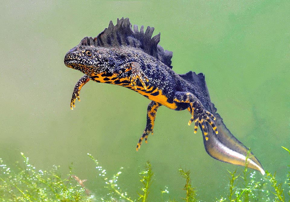 In that time the males show an even 15 cm rall crest, interrupted at the base of the tail that appears adorned by a luminous silvery-whitish band.