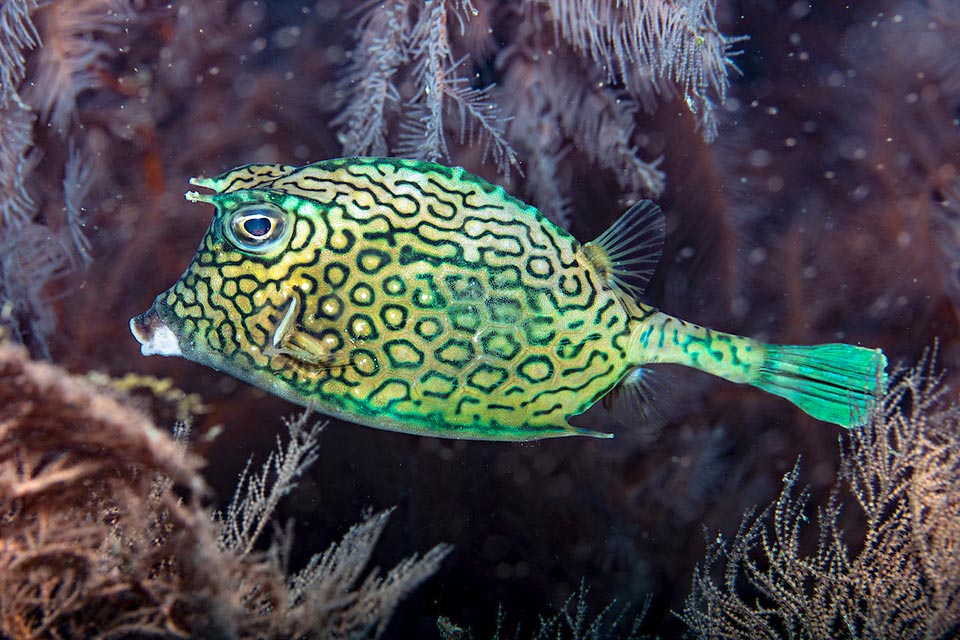 To discourage predators, in addition to the skin poisonous mucus, Acanthostracion polygonium has two small horns on the head and two similar just before the anal fin.