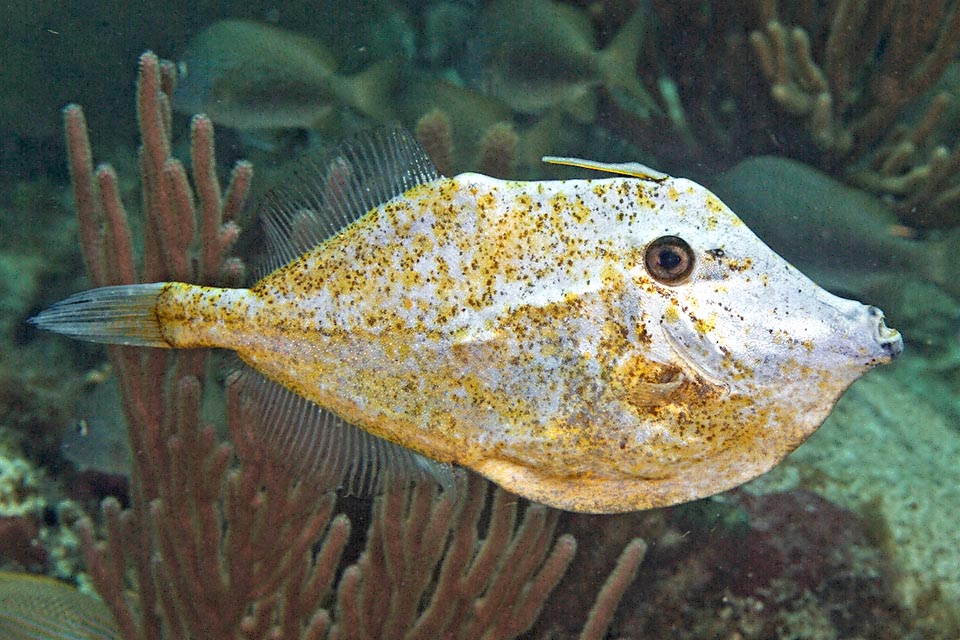 Aluterus schoepfii belongs to the Monacanthidae, family close to the Balistidae, and like the triggerfishes has an erectile dorsal spine, blockable vertically, as defensive weapon.