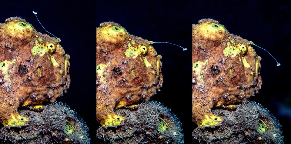 Antennarius multiocellatus a trouvé un lieu confortable et cherche à attirer l'attention des petits poissons de passage en agitant sa ligne de haut en bas.