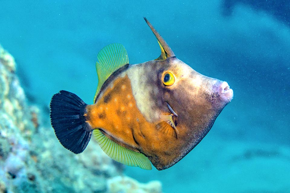 Cantherhines macrocerus a une longue épine défensive au-dessus des yeux. Blocable à la verticale elle reste ainsi même si le poisson meurt et dissuade les prédateurs à l'estomac délicat.
