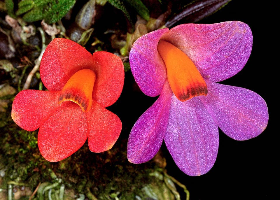 The absence of nectar of Dendrobium cuthbertsonii has produced flowers with various colours that imitate, deceiving the pollinators, those of the nectariferous species growing close.