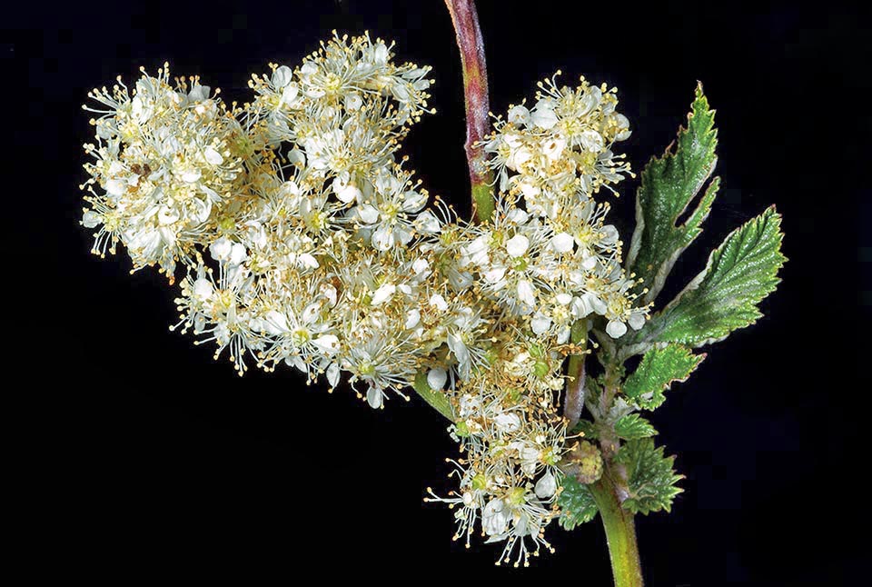 Filipendula ulmaria flowers are hermaphroditic, have semi-inferior ovary and are radially symmetrical with the stamens longer than the petals.