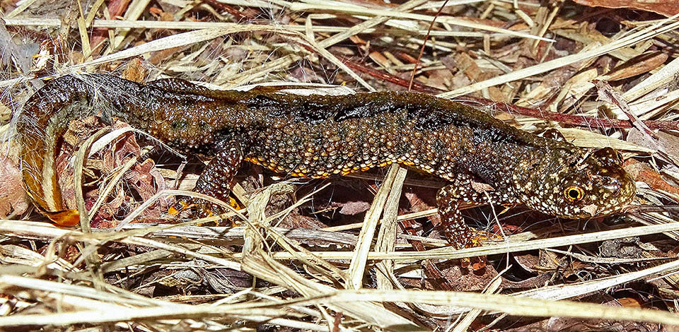 Ben più modesto è l'aspetto di Triturus cristatus nella fase terrestre che trascorrono in foreste decidue o boschi misti poco lontani dai luoghi di riproduzione.