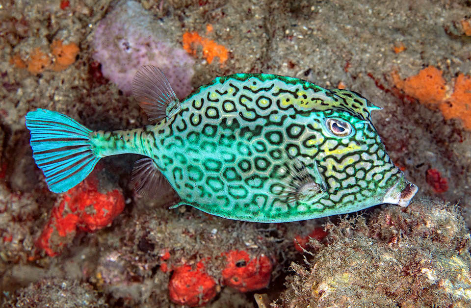 La livrea di Acanthostracion polygonium, con disegni poligonali, presenta tonalità blu, spesso istantaneamente grigie, verdi o gialle secondo l’umore o per necessità mimetiche.