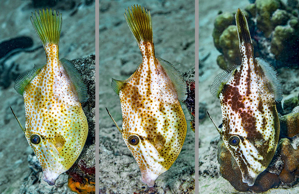 Aluterus schoepfii se place souvent la tête en bas afin de passer inaperçu et ici ses chromatophores ont en quelques secondes créé sur sa livrée terne des bandes mimétiques foncées.