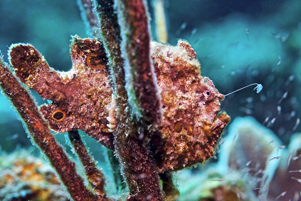 This Antennarius multiocellatus is luckier because the small fishes abound but it could swallow in 6 thousandths of a second a fish of its size.