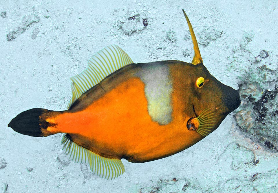 Cantherhines macrocerus has two liveries and can switch from one to other in a few seconds. This is the orange one, characterized by a wide saddle shaped clear band on the sides.