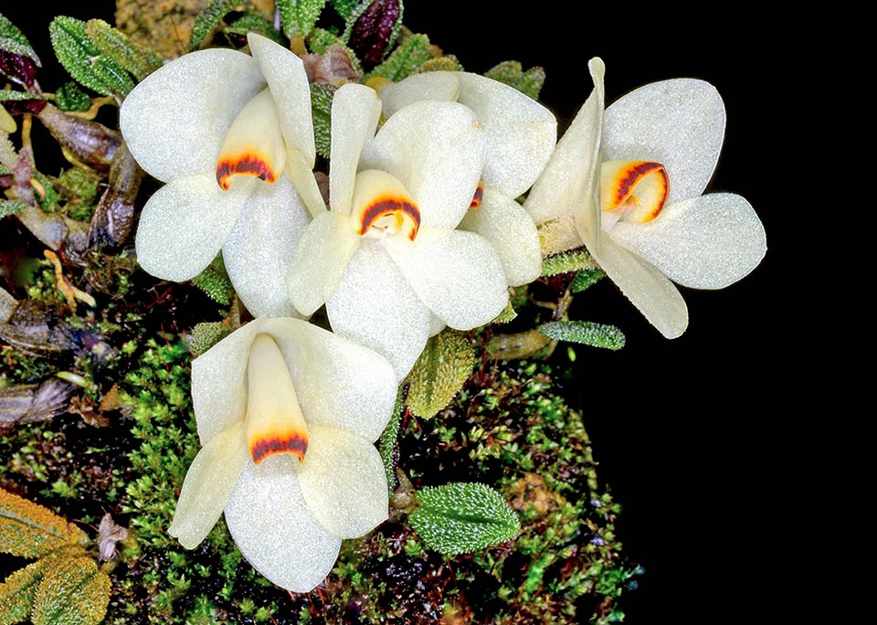 In some forms, varieties or hybrids of Dendrobium cuthbertsonii stand pale cream yellow flowers fading to white after some weeks. Here they have maintained a red band on the margin of the labellum.