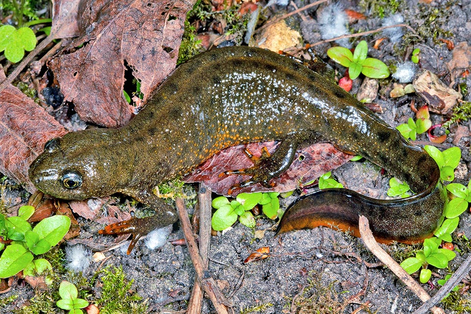 Female of Triturus cristatus in underwood. We note the dark spots on the back present in both sexes. It does not have the crest of the male but the tail is longer and exceeds it also in weight.